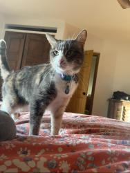 Lost Female Cat last seen Portuguese Bend, Rancho Palos Verdes, CA 90275