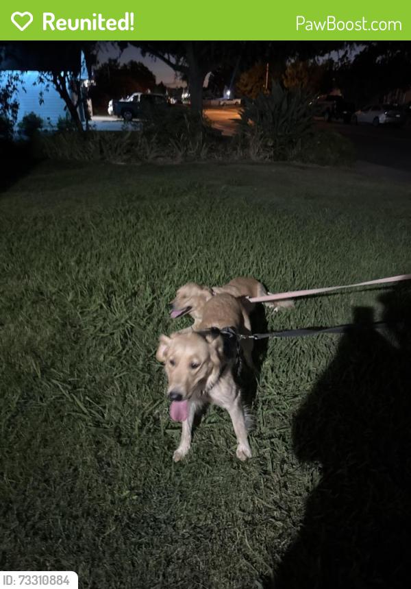Reunited Female Dog last seen Sisk elementary, Salida, CA 95368
