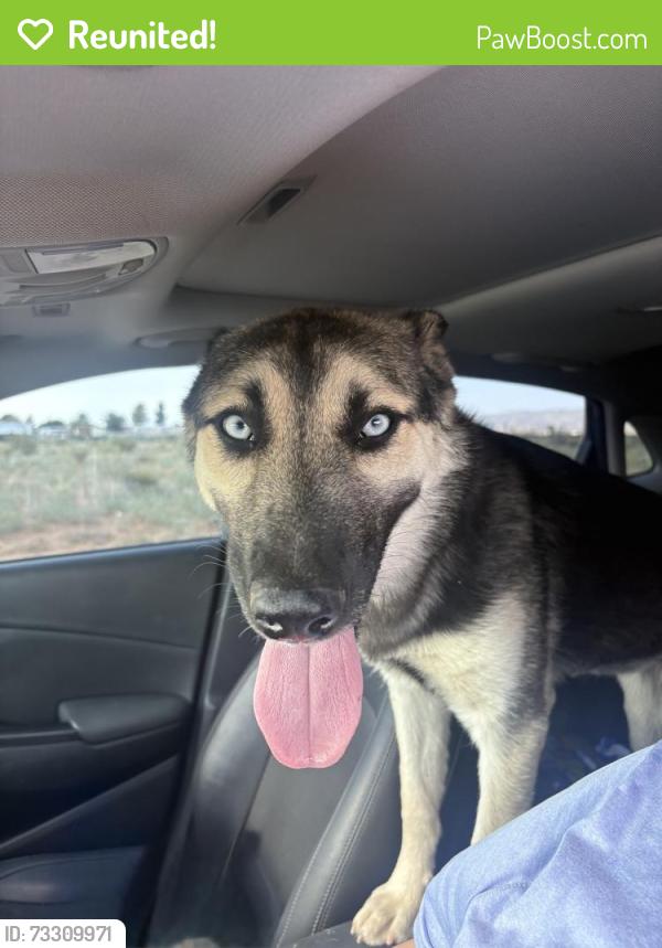 Reunited Unknown Dog last seen Brahman Road, Doña Ana County, NM 88012