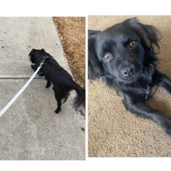 Reunited Male Dog last seen Timbers apmts, Oxnard, CA 93036