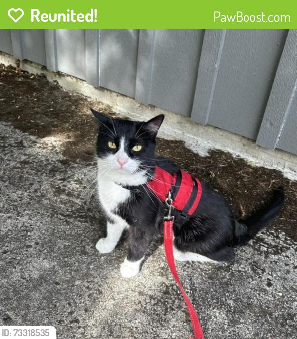 Reunited Male Cat last seen SW Seymour Ct and SW 39th Dr, Portland, OR 97221