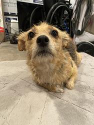 Found/Stray Female Dog last seen Mojave and Del Rey Drive Victorville, Victorville, CA 92395