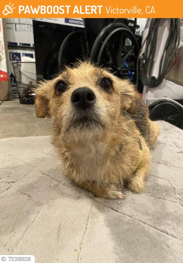 Found/Stray Female Dog last seen Mojave and Del Rey Drive Victorville, Victorville, CA 92395