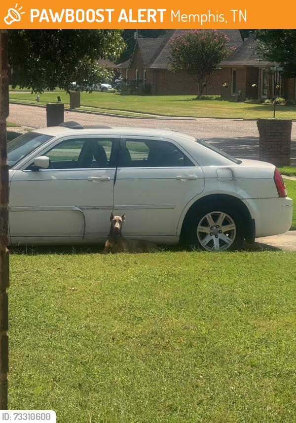 Found/Stray Female Dog last seen Barnstable, Memphis, TN 38125