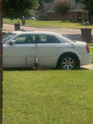 Found/Stray Female Dog last seen Barnstable, Memphis, TN 38125