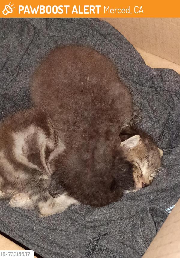 Found/Stray Male Cat last seen Home Depot store, Merced, CA 95341