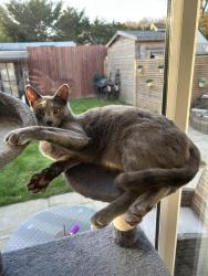 Lost Female Cat last seen Near to the angel inn pub 10 seconds down the road., Dorset, England BH22 9AD