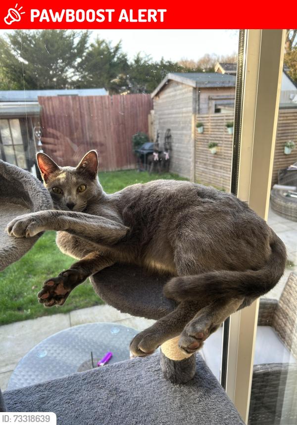 Lost Female Cat last seen Near to the angel inn pub 10 seconds down the road., Dorset, England BH22 9AD