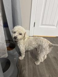 Reunited Male Dog last seen E Quintard St & E Prospect St, Chula Vista, CA 91911