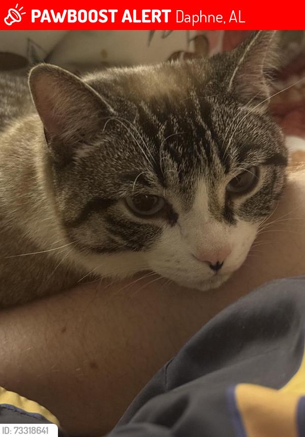 Lost Female Cat last seen Pollard RD, Daphne, AL 36526