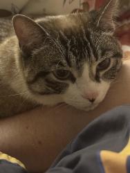 Lost Female Cat last seen Pollard RD, Daphne, AL 36526