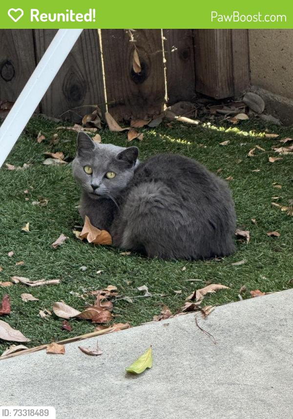 Reunited Female Cat last seen Lampson and Arrowhead st, Stanton, CA 90680