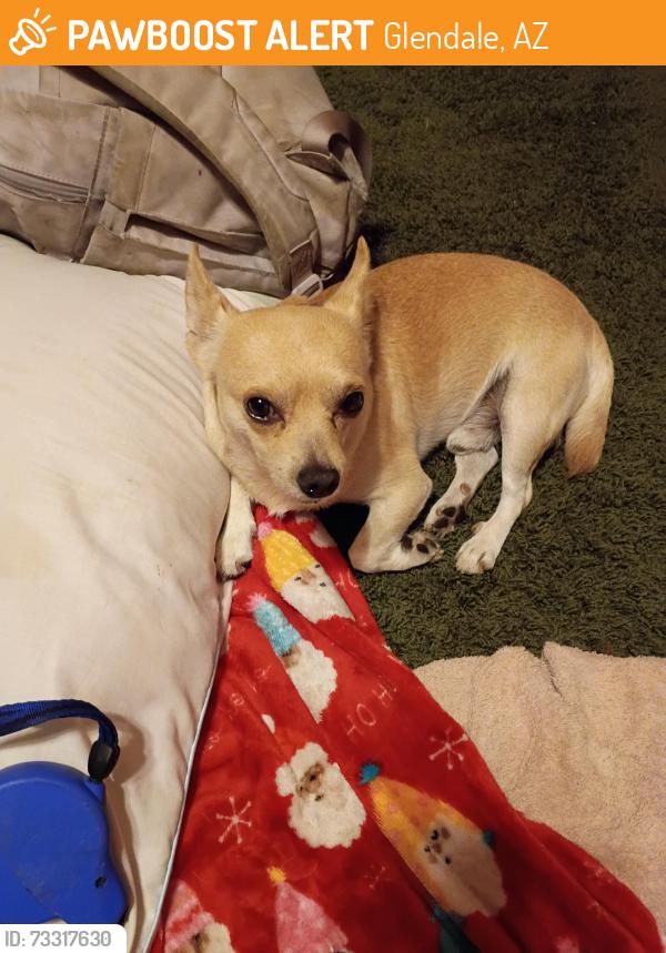 Found/Stray Male Dog last seen Near West Shaw Butte dr, Glendale, AZ 85304