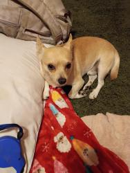 Found/Stray Male Dog last seen Near West Shaw Butte dr, Glendale, AZ 85304