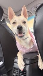 Reunited Female Dog last seen State st, San Jose, CA 95110