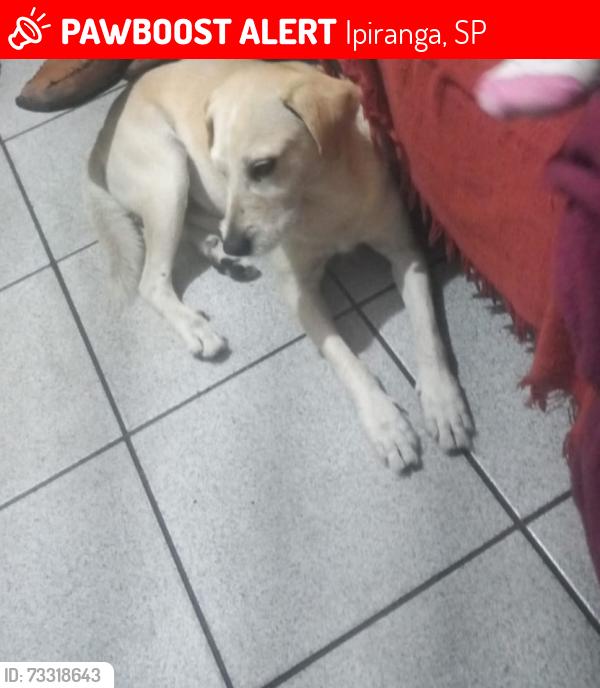 Lost Male Dog last seen Ipiranga, Ipiranga, SP 