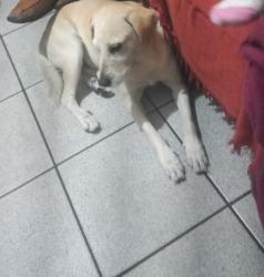 Lost Male Dog last seen Ipiranga, Ipiranga, SP 