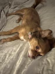 Reunited Female Dog last seen Desert Inn and Sandhill, Las Vegas, NV 89121