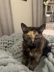 Lost Female Cat last seen Windover Rd, Collierville, TN 38017