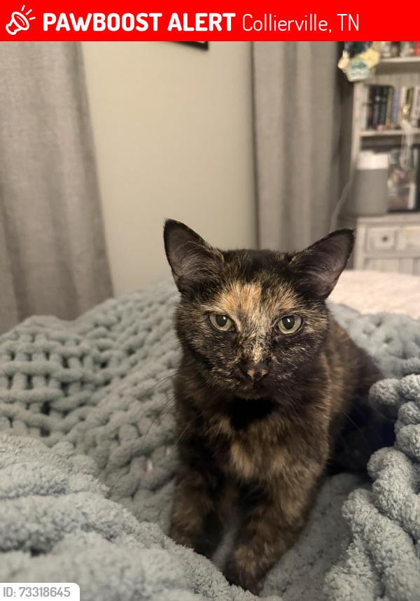 Lost Female Cat last seen Windover Rd, Collierville, TN 38017