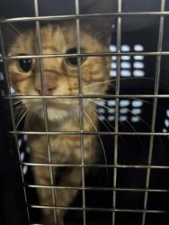 Shelter Stray Unknown Cat last seen Near Peridot Pl, Atlanta,, 1251 Fulton Industrial Blvd NW, Atlanta, GA 30336, USA
