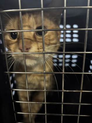 Shelter Stray Unknown Cat last seen Near Peridot Pl, Atlanta,, 1251 Fulton Industrial Blvd NW, Atlanta, GA 30336, USA