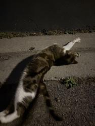 Found/Stray Unknown Cat last seen Lakeland, Toronto, ON 