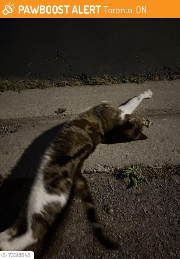 Found/Stray Unknown Cat last seen Lakeland, Toronto, ON 