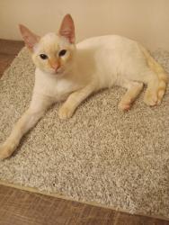 Reunited Male Cat last seen Menards, West Milwaukee, WI 53219