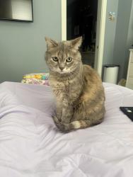 Reunited Female Cat last seen 11th and Park, between College and Central, Indianapolis, IN 46202