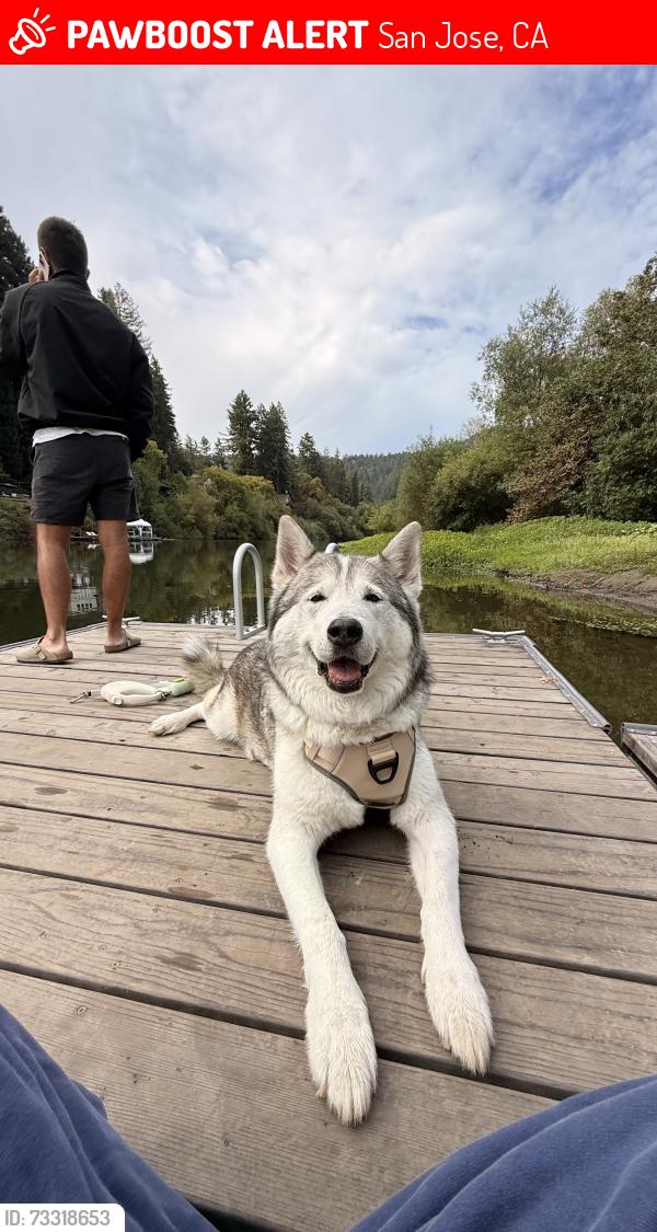 Lost Male Dog last seen Near Richmond Ave, San Jose, CA 95128