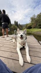 Lost Male Dog last seen Near Richmond Ave, San Jose, CA 95128