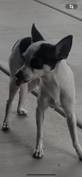 Lost Female Dog last seen Herrera arts and dual language school, Phoenix, AZ 85034