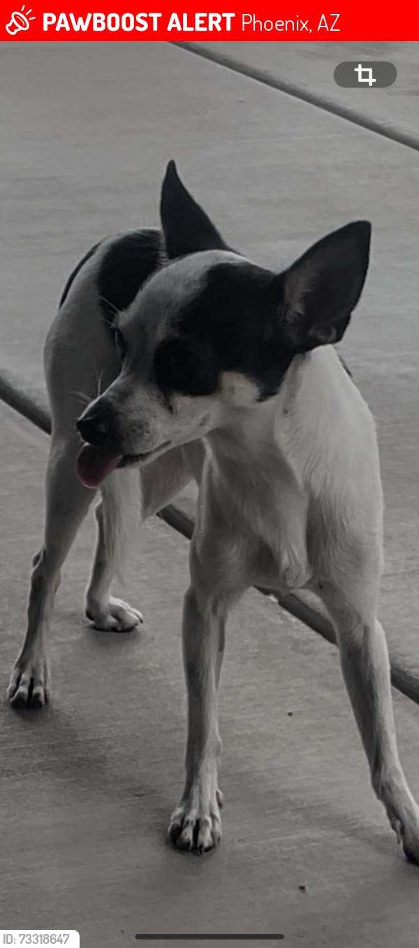 Lost Female Dog last seen Herrera arts and dual language school, Phoenix, AZ 85034