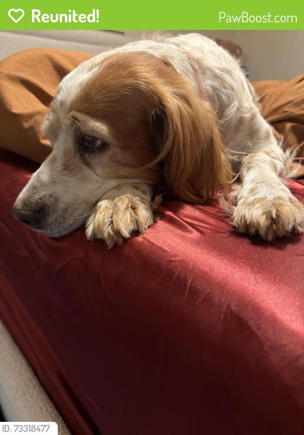 Reunited Female Dog last seen Winchester rd, Fairlawn, OH 44313