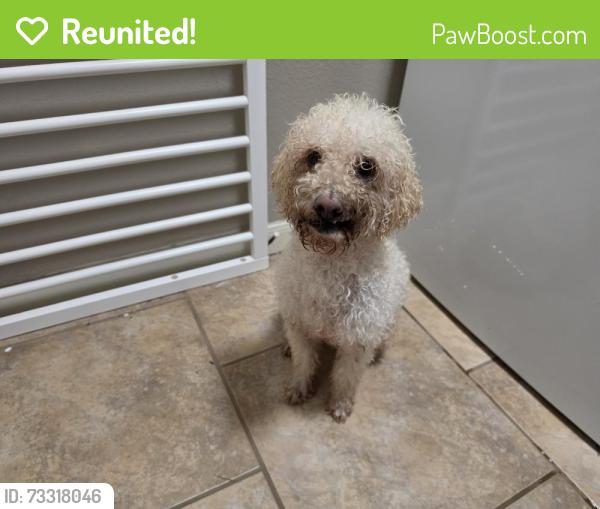 Reunited Male Dog last seen Sugar Ridge Dr and Starbridge Dr, Copperfield Southdown Village, TX 77095