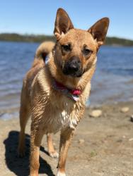 Reunited Female Dog last seen She was last seen on Cassels by someone in the neighborhood, Toronto, ON 
