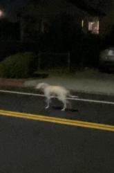 Reunited Unknown Dog last seen Forest Hill elementary, San Jose, CA 95130
