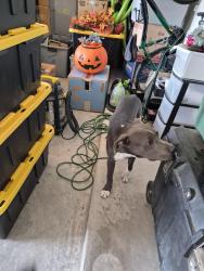 Reunited Male Dog last seen Across the street from Chester E Jordan Elementary, El Paso, TX 79938