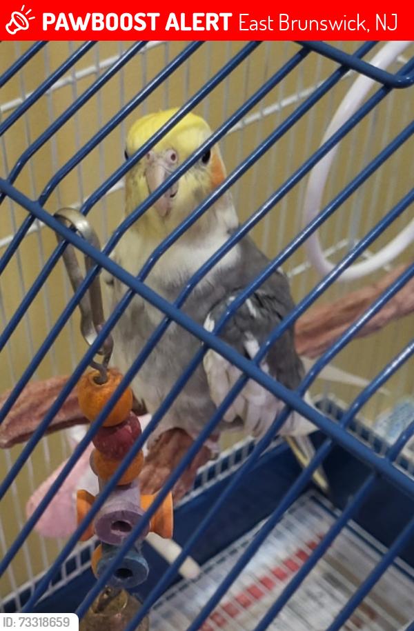 Lost Unknown Bird last seen East brunswick police station, East Brunswick, NJ 08816