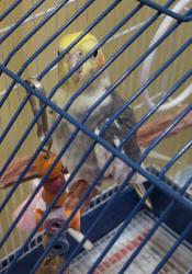 Lost Unknown Bird last seen East brunswick police station, East Brunswick, NJ 08816