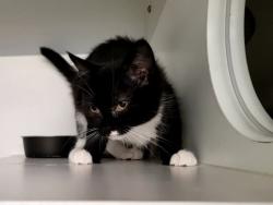 Shelter Stray Female Cat last seen College Avenue, STATEN ISLAND, NY, 10314, 3139 Veterans Rd W, Staten Island, NY 10309, USA