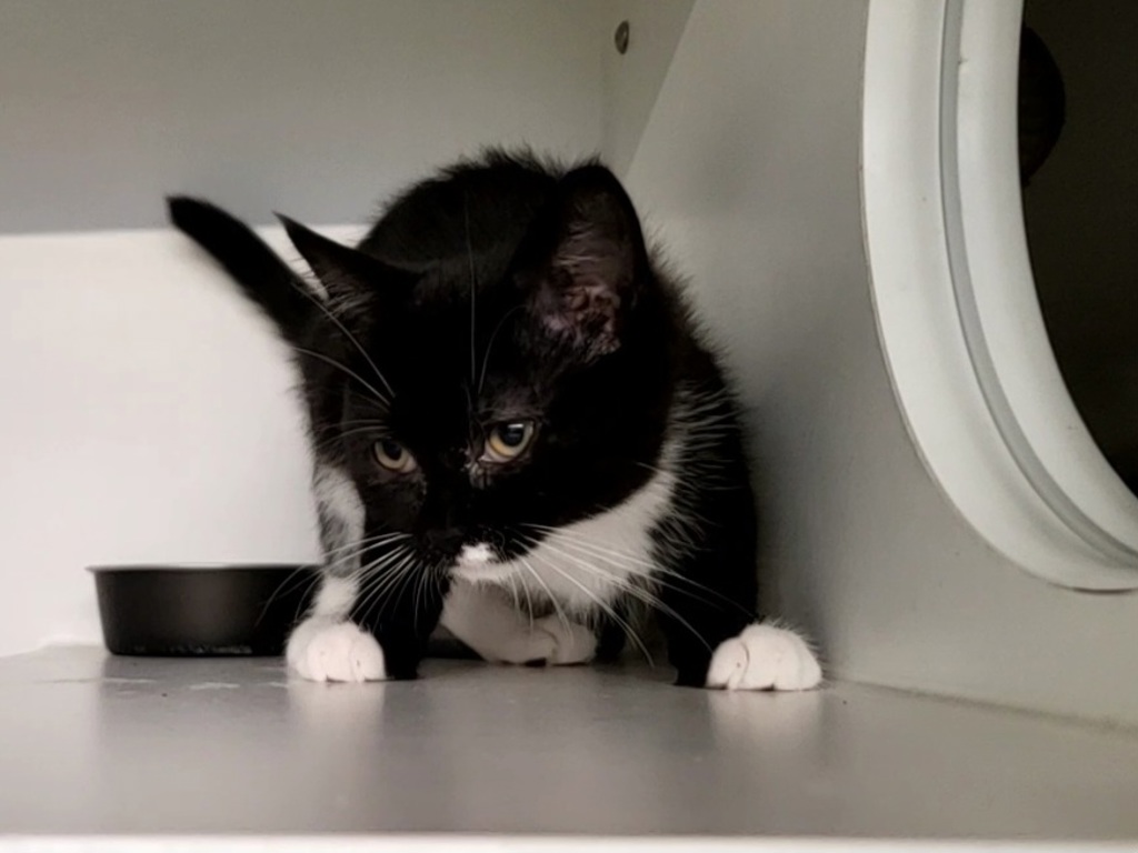 Shelter Stray Female Cat last seen College Avenue, STATEN ISLAND, NY, 10314, 3139 Veterans Rd W, Staten Island, NY 10309, USA