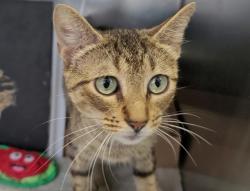Shelter Stray Female Cat last seen Near Bay Street, STATEN ISLAND, NY, 10304, 3139 Veterans Rd W, Staten Island, NY 10309, USA