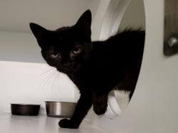 Shelter Stray Female Cat last seen College Avenue, STATEN ISLAND, NY, 10314, 3139 Veterans Rd W, Staten Island, NY 10309, USA