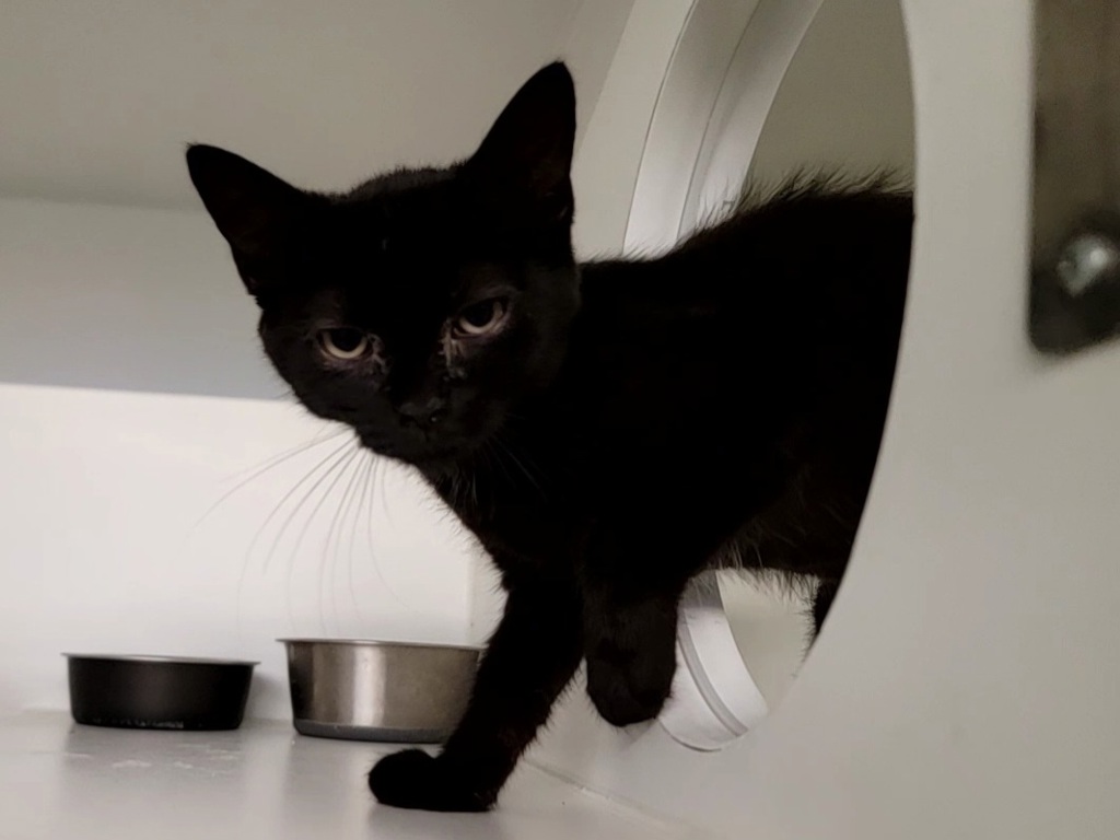 Shelter Stray Female Cat last seen College Avenue, STATEN ISLAND, NY, 10314, 3139 Veterans Rd W, Staten Island, NY 10309, USA