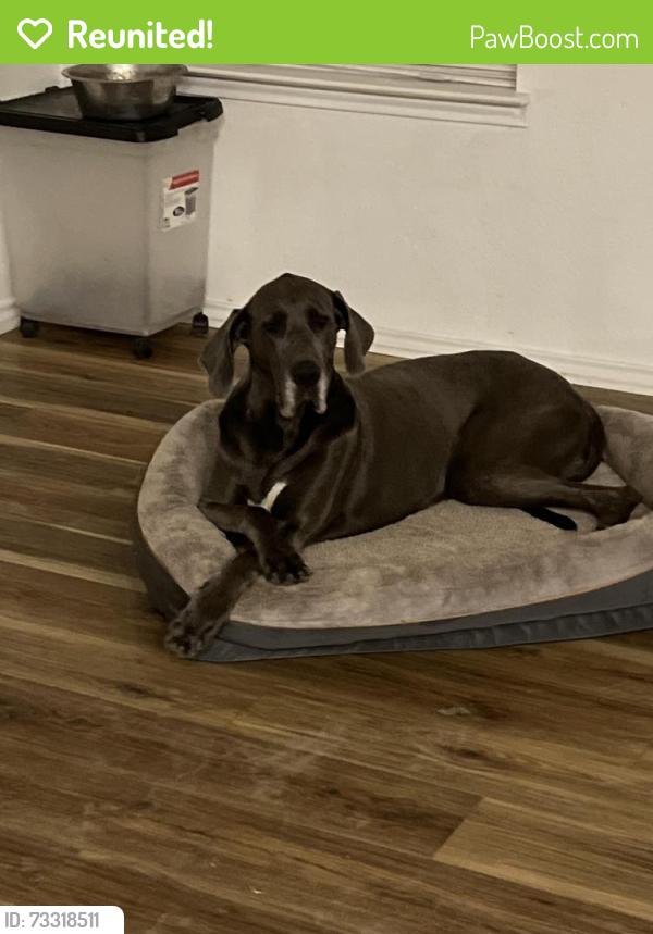 Reunited Female Dog last seen Primrose post, San Antonio, TX 78218