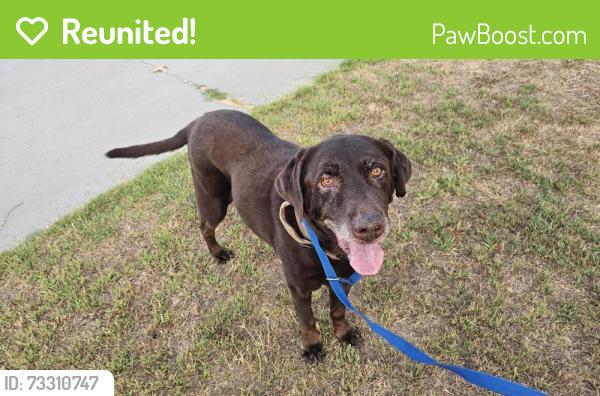 Reunited Male Dog last seen Found outside Faylane Elementary school, Garden Grove, CA 92840
