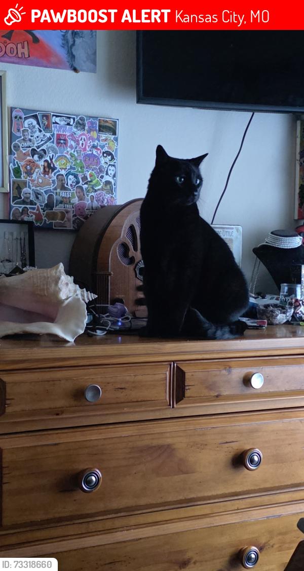 Lost Female Cat last seen Fairlane neighborhood between Bannister and Blue Ridge road., Kansas City, MO 64134