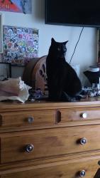 Lost Female Cat last seen Fairlane neighborhood between Bannister and Blue Ridge road., Kansas City, MO 64134